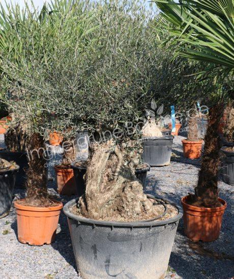 Olivenbaum Bonsai 120/140cm Stammumfang