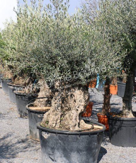 Olivenbaum Bonsai 140/160cm Stammumfang
