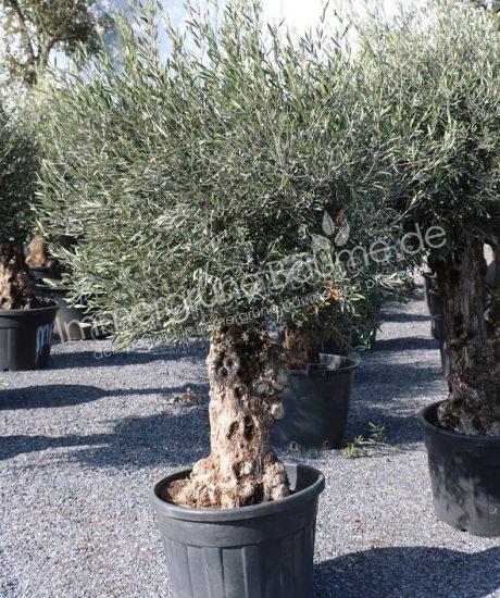 Olivenbaum Bonsai 40/60cm Stammumfang
