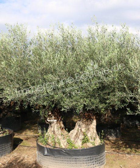 Olivenbaum Bonsai mit zwei Stämmen