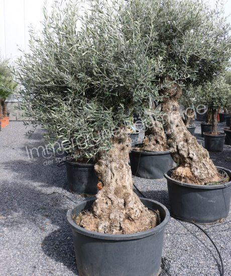 Olivenbaum Bonsai 80/100cm Stammumfang