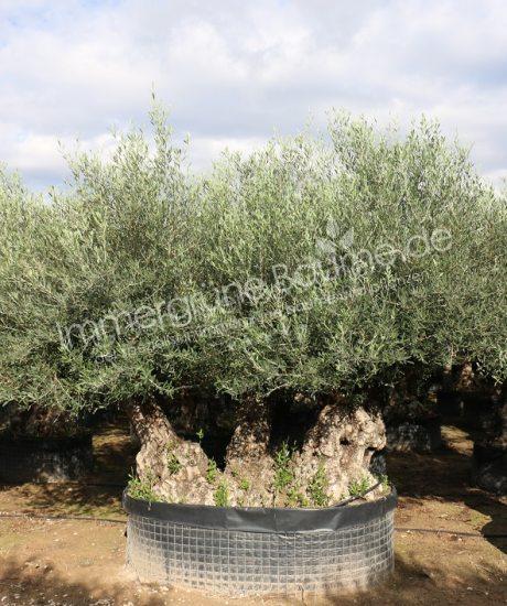 Olivenbaum Bonsai Kaufen mit drei Stämmen