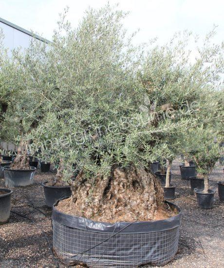 Olivenbaum Bonsai Kaufen