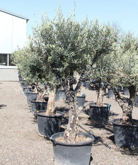Olivenbaum kaufen knorrig 40/50cm Stammumfang Hochstamm