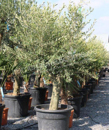Olivenbaum 30/40cm Stammumfang Kurzstamm