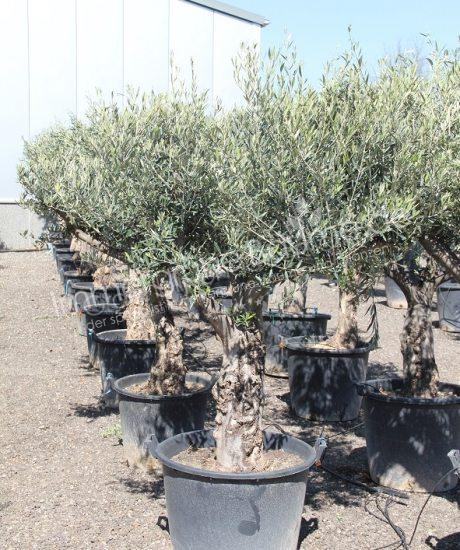 Olivenbaum knorrig 40/50cm Stammumfang Kurzstamm