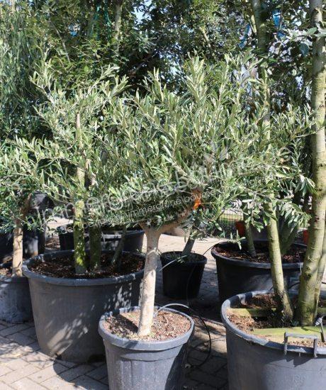 Olivenbaum 15/20cm Stammumfang Kurzstamm 