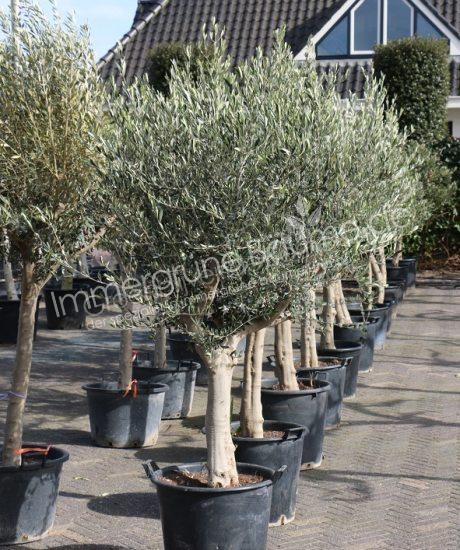 Olivenbaum 20/30cm Stammumfang  Kurzstamm