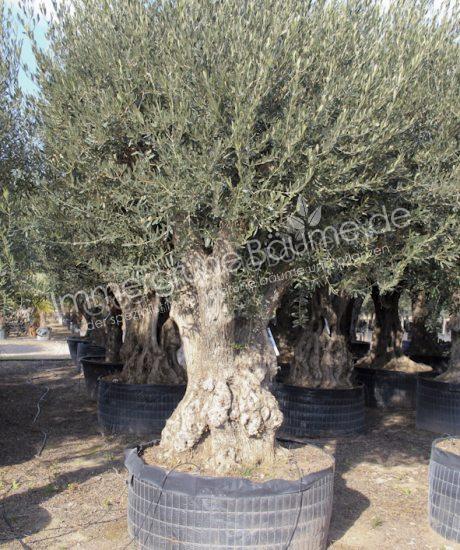Olivenbaum Regional kaufen in voller Große aus Pyrenäen 100/120cm Stammumfang