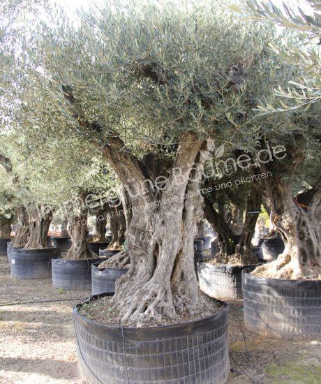 	 Olivenbaum Regional in voller Große aus Pyrenäen 120/140cm Stammumfang