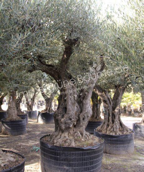 	 Olivenbaum Regional in voller Große aus Pyrenäen 140/160cm Stammumfang