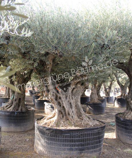 Olivenbaum Regional in voller Große aus Pyrenäen 160/180cm Stammumfang