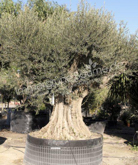 Olivenbaum Regional in voller Große aus Pyrenäen 200/220cm Stammumfang