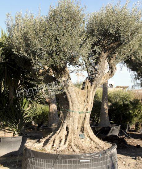 Olivenbaum Regional kaufen in voller Große aus Pyrenäen 220/240cm Stammumfang