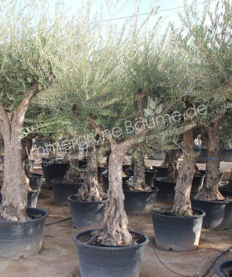ße aus Pyrenäen Olivenbaum aus den Pyrenäen. Kaufen Sie in voller Größe	 Olivenbaum Regional kaufen in voller Große aus Pyrenäen 40/60cm Stammumfang