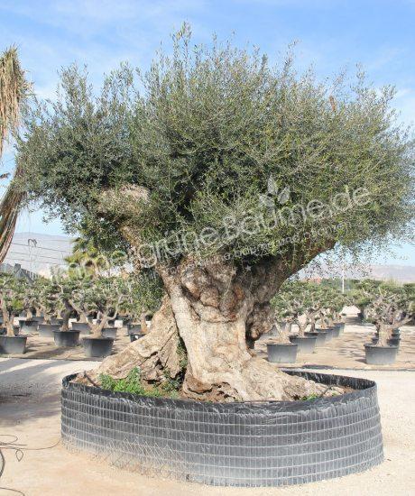 Olivenbaum sehr groβ kaufen