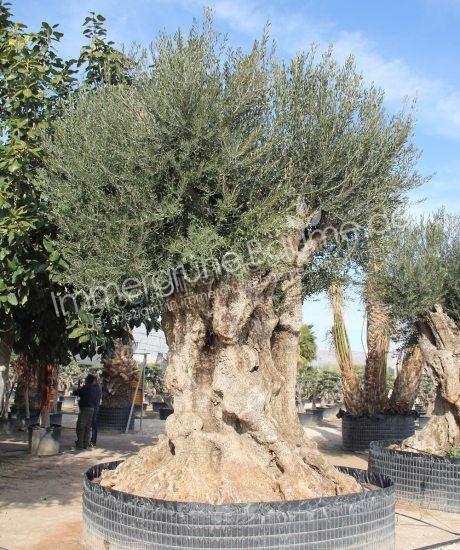 Olivenbaum sehr groβ