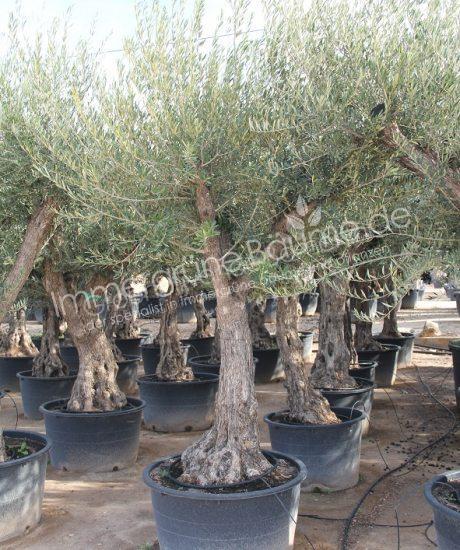 Olivenbaum Regional in voller Große aus Pyrenäen 60/80cm Stammumfang