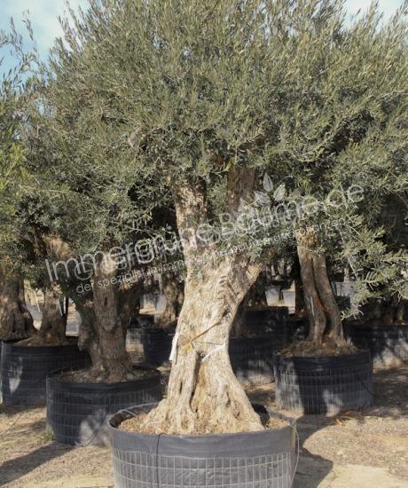 Olivenbaum Regional kaufen in voller Große aus Pyrenäen 80/100cm Stammumfang