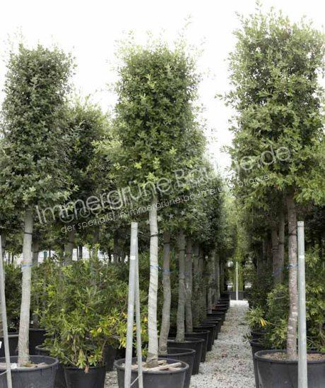 Quercus Ilex Hochstamm Kaufen