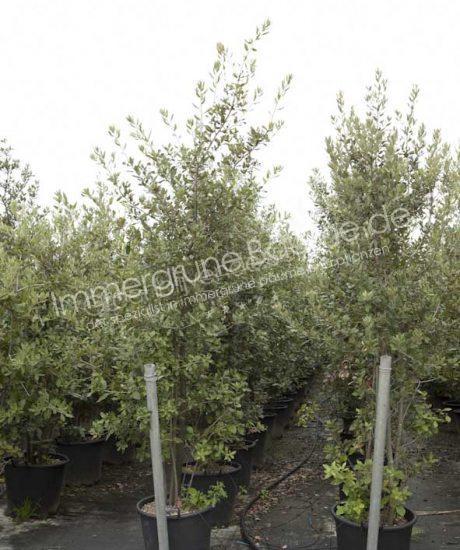 Quercus Ilex kaufen strauchform