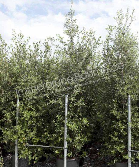 Quercus ilex strauchform kaufen